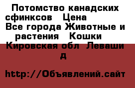 Потомство канадских сфинксов › Цена ­ 15 000 - Все города Животные и растения » Кошки   . Кировская обл.,Леваши д.